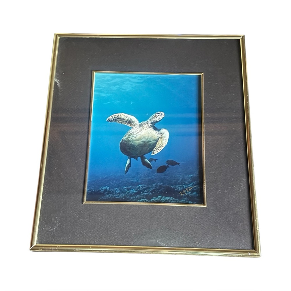 Green Sea Turtle I Photograph Print By R.J. LaDouce‎ Framed COA